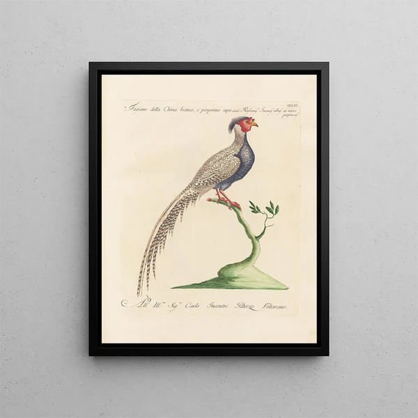 L'ornithologia metodicamente digerita Pl243 - Saverio Manetti — quadro incorniciato alla parete