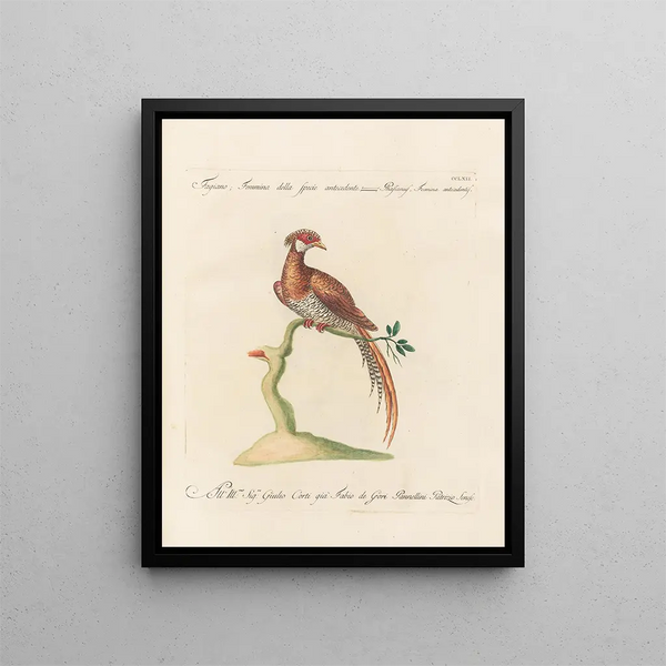 L'ornithologie metodicamente digerita Pl244 - Saverio Manetti — quadro incorniciato alla parete