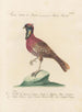 Ornithologie metodicamente digerito Pl245 - Saverio Manetti — vista dell’opera
