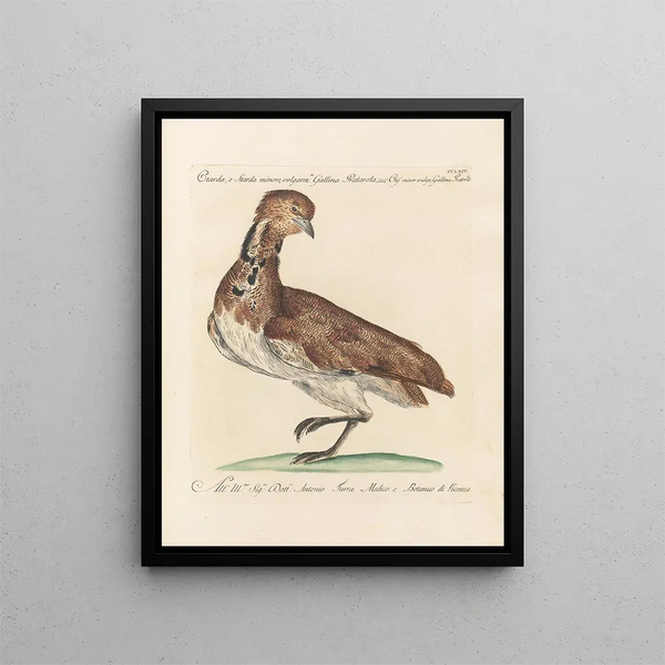 L'ornithologie metodicamente digerita Pl246 - Saverio Manetti — quadro incorniciato alla parete