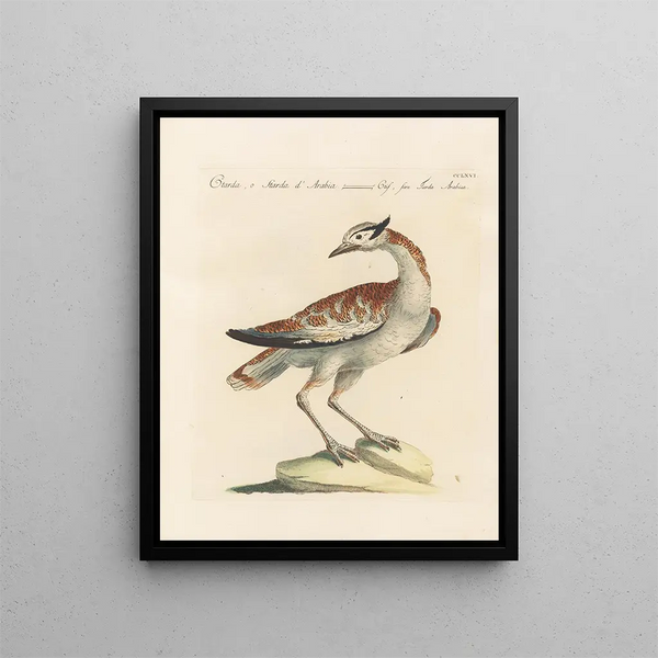 Saverio Manetti - Ornithologia methodice digesta Pl248.webp