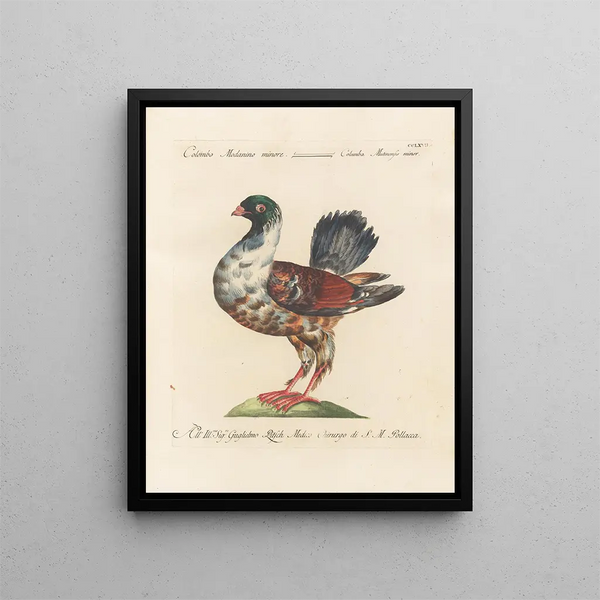 Saverio Manetti - Ornithologia methodice digesta Pl249.webp