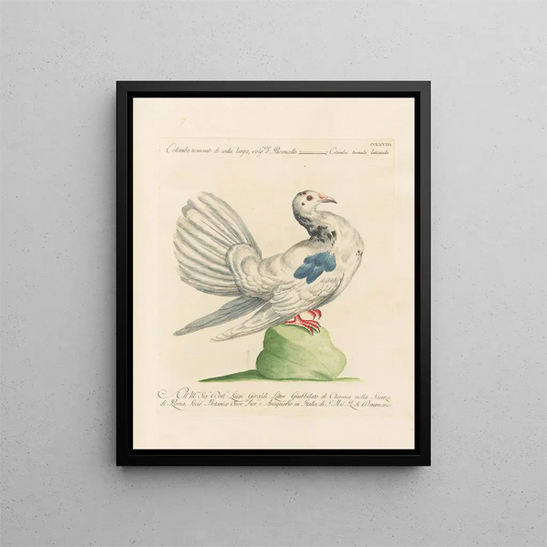 Ornithologie metodicamente digerito Pl250 - Saverio Manetti — quadro incorniciato alla parete