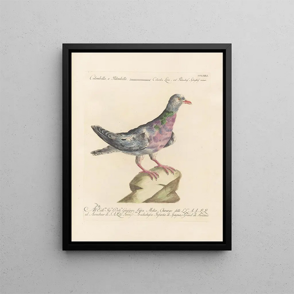 L'ornithologia metodicamente digerita Pl253 - Saverio Manetti — quadro incorniciato alla parete