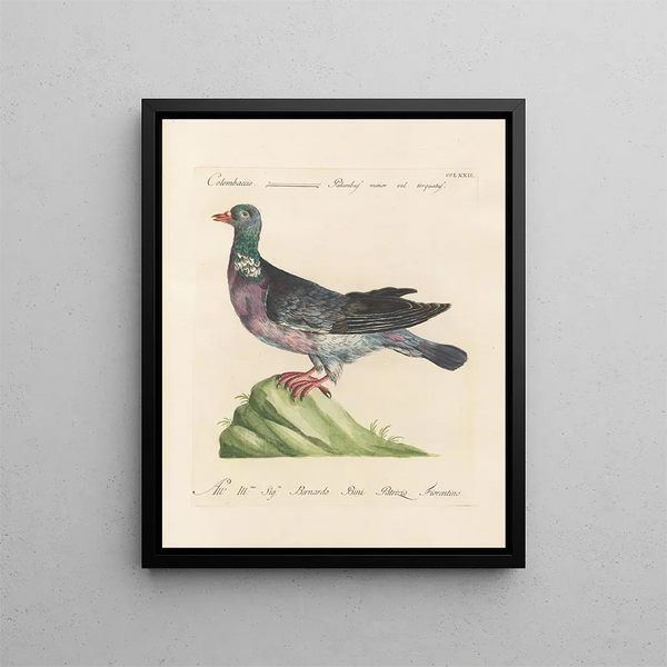L'ornithologia metodicamente digerita Pl254 - Saverio Manetti — quadro incorniciato alla parete