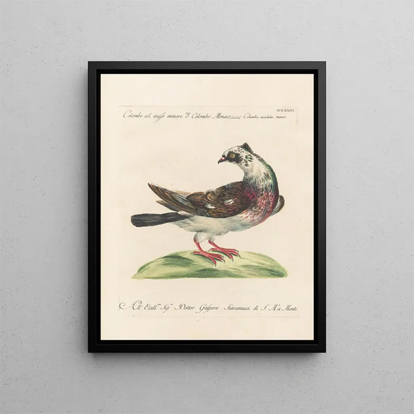 Ornithologie metodicamente digerito Pl255 - Saverio Manetti — quadro incorniciato alla parete