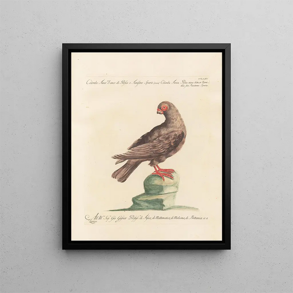 L'ornithologie metodicamente digerita Pl257 - Saverio Manetti — quadro incorniciato alla parete