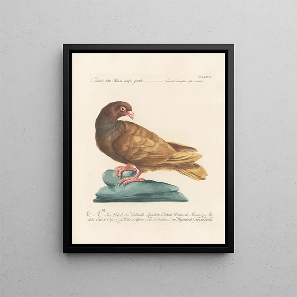 Ornithologie metodicamente digerito Pl259 - Saverio Manetti — quadro incorniciato alla parete