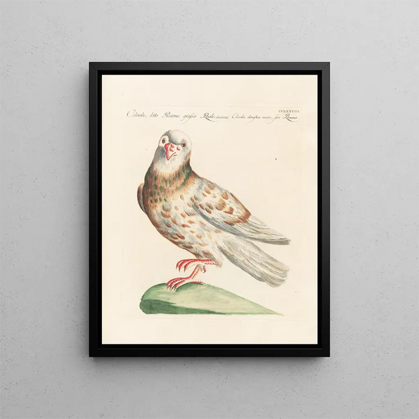 Ornithologie metodicamente digerito Pl260 - Saverio Manetti — quadro incorniciato alla parete