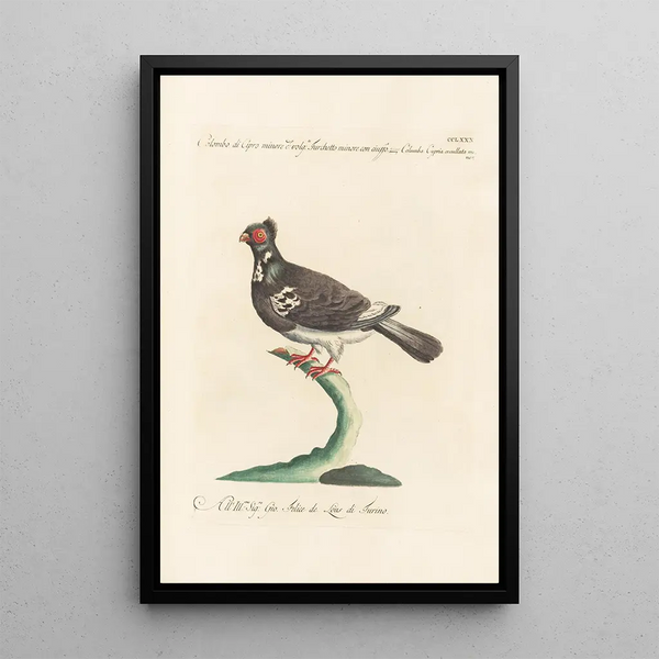 Ornithologia methodice digesta Pl262 - Saverio Manetti — quadro incorniciato alla parete