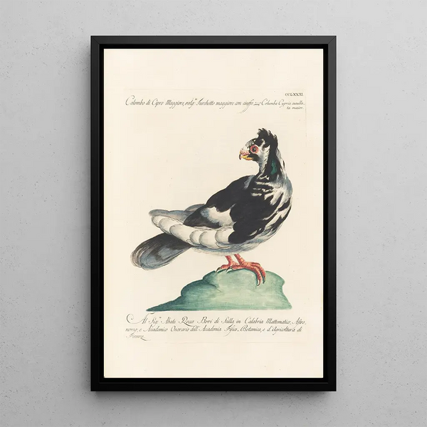 Ornithologia methodice digesta Pl263 - Saverio Manetti — quadro incorniciato alla parete