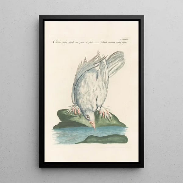 Ornithologia methodice digesta Pl264 - Saverio Manetti — quadro incorniciato alla parete
