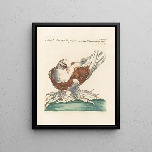 Ornithologie metodicamente digerito Pl265 - Saverio Manetti — quadro incorniciato alla parete
