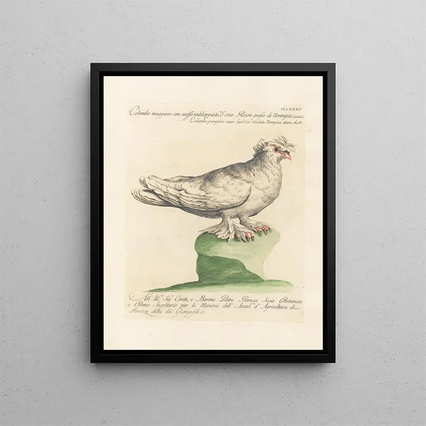 Saverio Manetti - Ornithologia methodice digesta Pl266.webp