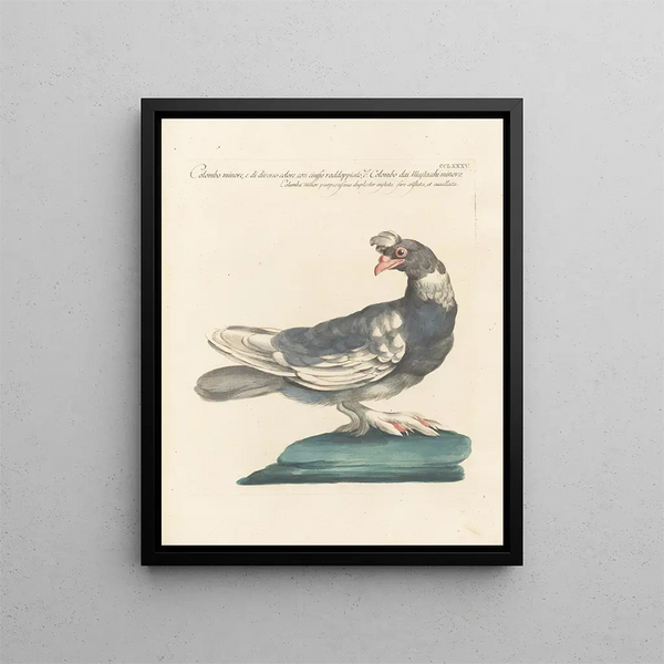 L'ornithologia metodicamente digerita Pl267 - Saverio Manetti — quadro incorniciato alla parete