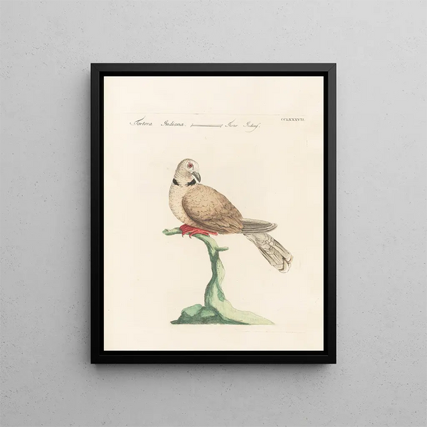 Ornithologie metodicamente digerito Pl269 - Saverio Manetti — quadro incorniciato alla parete