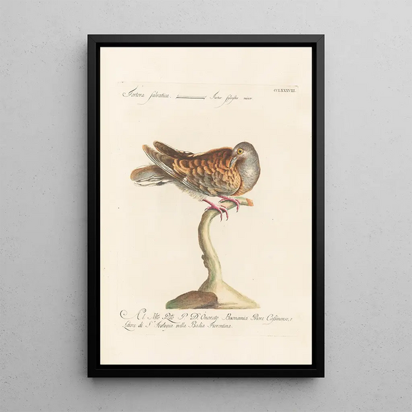 Ornithologia methodice digesta Pl270 - Saverio Manetti — quadro incorniciato alla parete