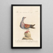 Ornithologia methodice digesta Pl271 - Saverio Manetti — quadro incorniciato alla parete