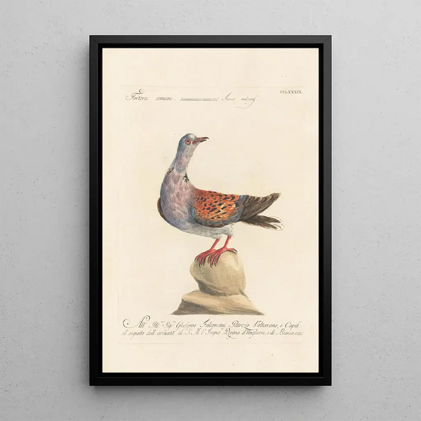 Ornithologia methodice digesta Pl271 - Saverio Manetti — quadro incorniciato alla parete
