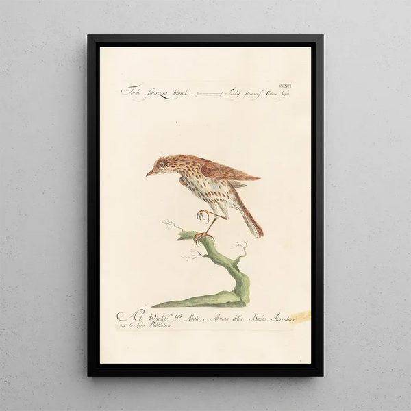 Ornithologia methodice digesta Pl273 - Saverio Manetti — quadro incorniciato alla parete