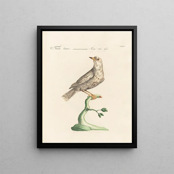 Ornithologie metodicamente digerito Pl274 - Saverio Manetti — quadro incorniciato alla parete
