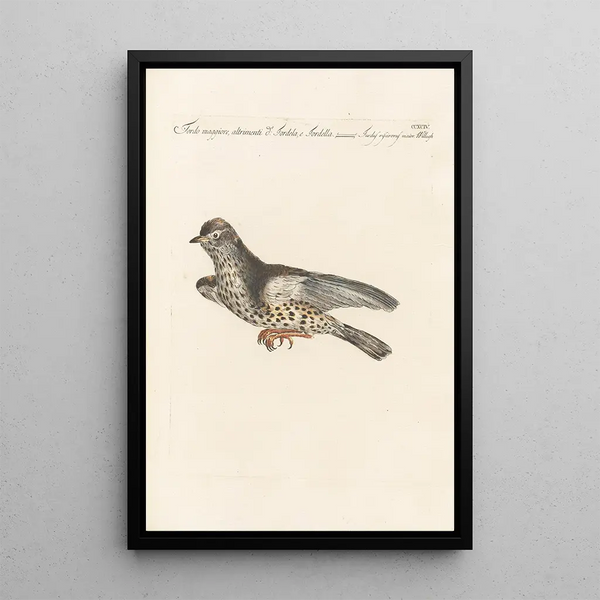 Ornithologia methodice digesta Pl276 - Saverio Manetti — quadro incorniciato alla parete