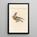 Ornithologia methodice digesta Pl277 - Saverio Manetti — quadro incorniciato alla parete