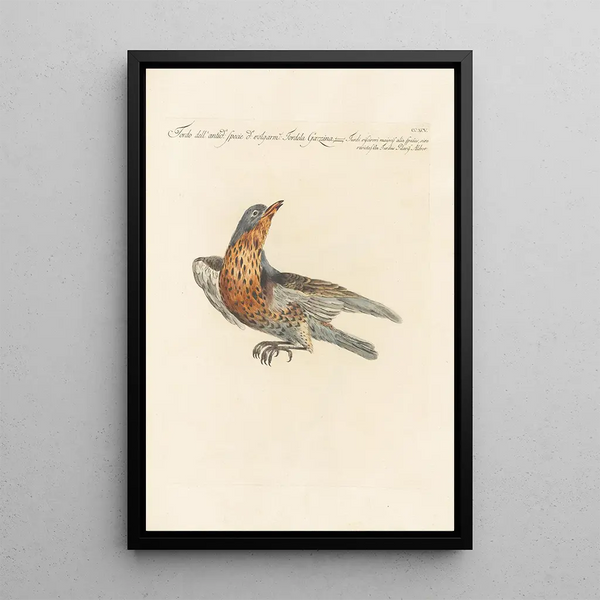 Ornithologia methodice digesta Pl277 - Saverio Manetti — quadro incorniciato alla parete