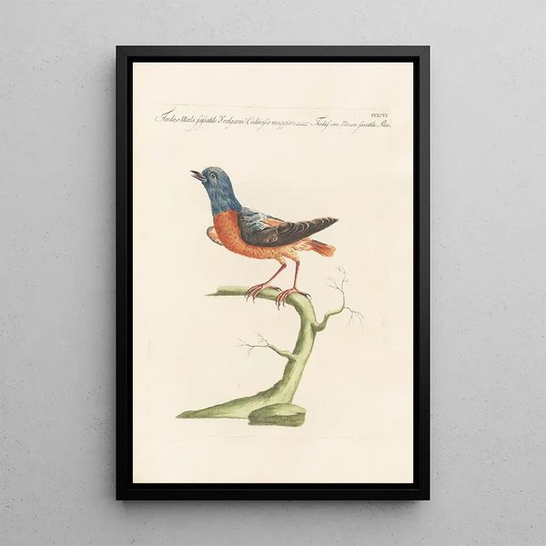 Ornithologia methodice digesta Pl278 - Saverio Manetti — quadro incorniciato alla parete
