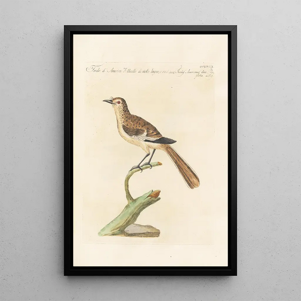 Ornithologia methodice digesta Pl280 - Saverio Manetti — quadro incorniciato alla parete