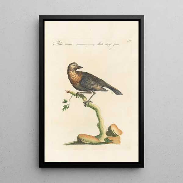 Ornithologia methodice digesta Pl282 - Saverio Manetti — quadro incorniciato alla parete