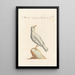 Ornithologia methodice digesta Pl285 - Saverio Manetti — quadro incorniciato alla parete