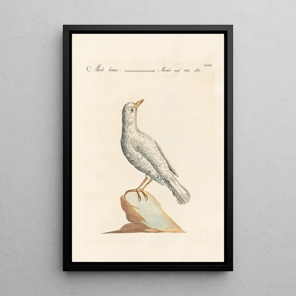 Ornithologia methodice digesta Pl285 - Saverio Manetti — quadro incorniciato alla parete