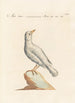 Ornithologia methodice digesta Pl285 - Saverio Manetti — vista dell’opera