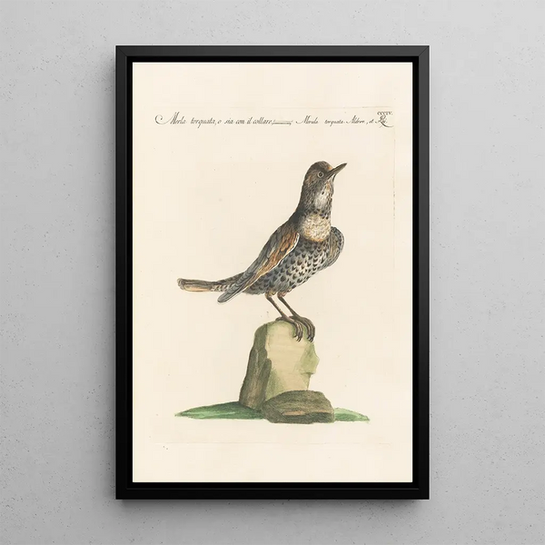 Ornithologia methodice digesta Pl286 - Saverio Manetti — quadro incorniciato alla parete