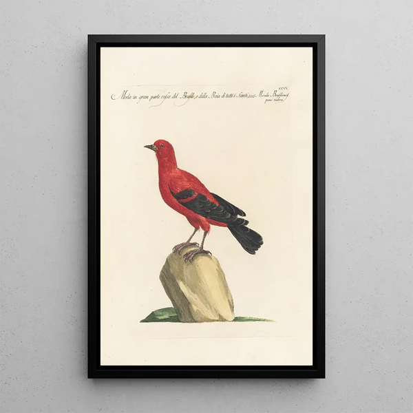 Ornithologia methodice digesta Pl287 - Saverio Manetti — quadro incorniciato alla parete