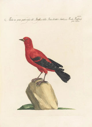 Saverio Manetti - Ornithologia methodice digesta Pl287.webp