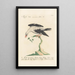 Ornithologia methodice digesta Pl291 - Saverio Manetti — quadro incorniciato alla parete