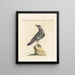 Ornithologie metodicamente digerito Pl292 - Saverio Manetti — quadro incorniciato alla parete