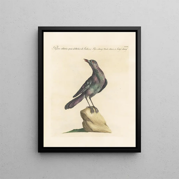Ornithologie metodicamente digerito Pl292 - Saverio Manetti — quadro incorniciato alla parete