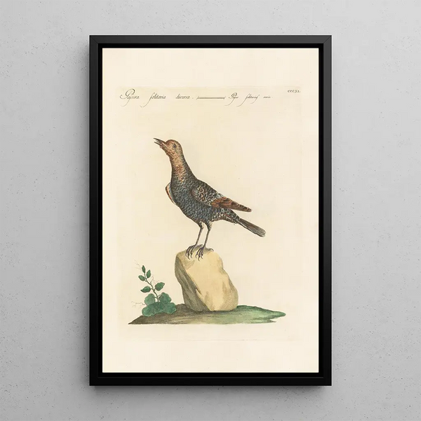Ornithologia methodice digesta Pl293 - Saverio Manetti — quadro incorniciato alla parete