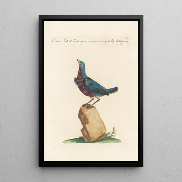Ornithologia methodice digesta Pl294 - Saverio Manetti — quadro incorniciato alla parete