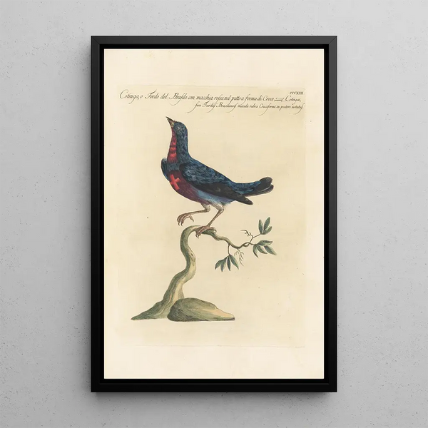 Ornithologia methodice digesta Pl295 - Saverio Manetti — quadro incorniciato alla parete
