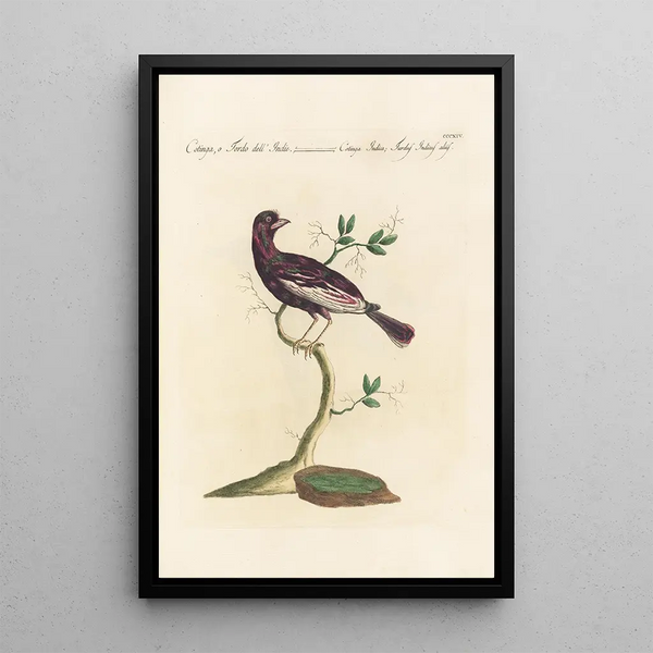 Ornithologia methodice digesta Pl296 - Saverio Manetti — quadro incorniciato alla parete
