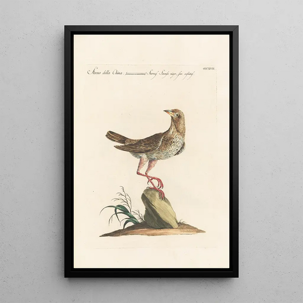 Ornithologia methodice digesta Pl299 - Saverio Manetti — quadro incorniciato alla parete