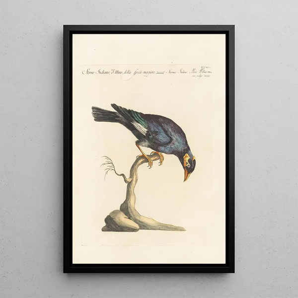 Ornithologia methodice digesta Pl301 - Saverio Manetti — quadro incorniciato alla parete