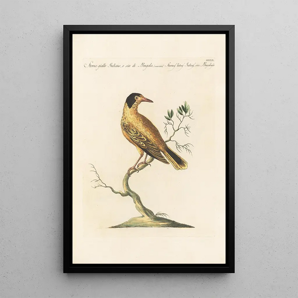 Ornithologia methodice digesta Pl302 - Saverio Manetti — quadro incorniciato alla parete