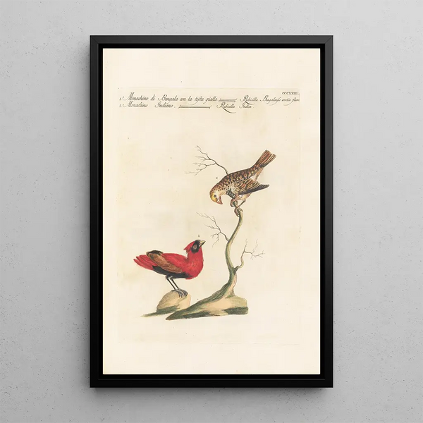 Ornithologia methodice digesta Pl305 - Saverio Manetti — quadro incorniciato alla parete