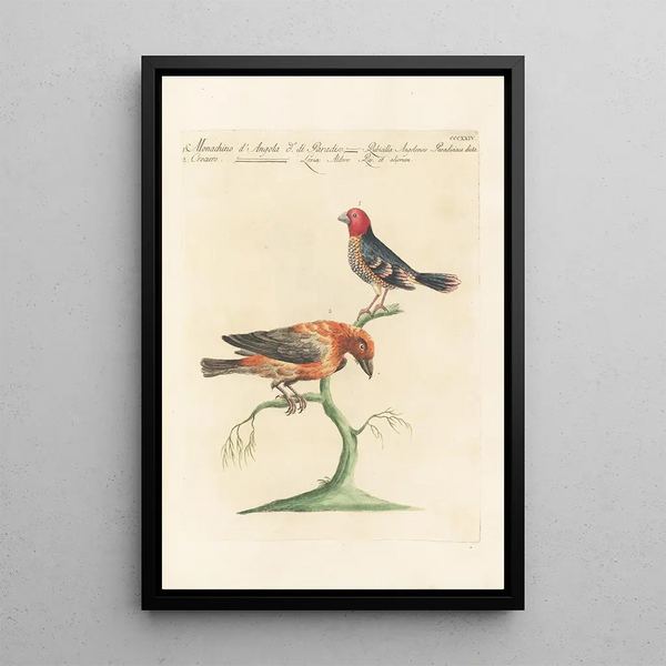 Ornithologia methodice digesta Pl306 - Saverio Manetti — quadro incorniciato alla parete