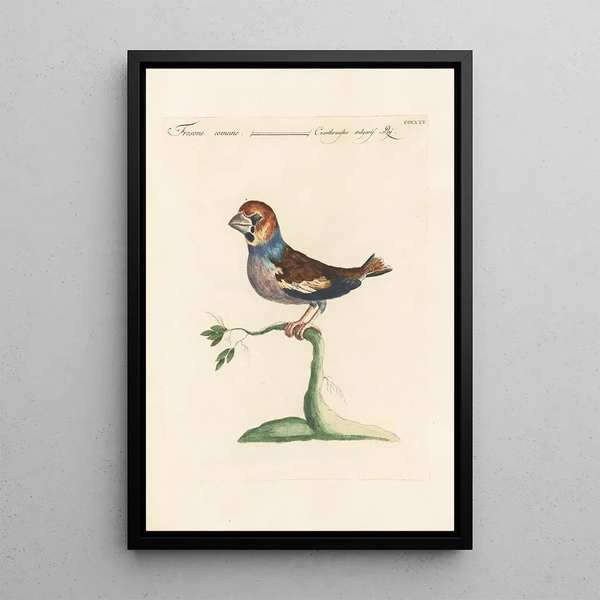 Ornithologia methodice digesta Pl307 - Saverio Manetti — quadro incorniciato alla parete